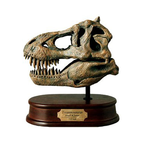 Crâne Tyrannosaurus Rex Art Vendeur Pro